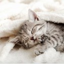 BlueeyesKitten