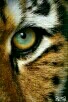 eye_of_the_tiger